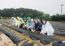 영천시새마을부녀회, 이웃 나눔 김장김치용 배추 모종 식재
