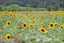 산소카페 청송 송강소공원에 해바라기 구경하러 오세요