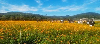 금호강 하중도 코스모스 꽃단지, 10월 절정