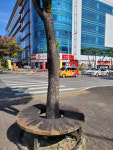 [카메라 고발] 상주시 교차로 가로수 의자 관리 엉망