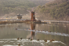 [포토] 송해공원 찾아온 소중한 손님 ‘원앙’