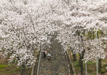 [포토] 침산공원 벚꽃돌계단서 꽃비 맞으며 추억이 방울방울