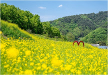 2024 예천의 봄, 회룡포 봄꽃축제 개최