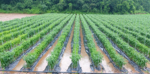 경북농업기술원, 고추 병해충 철저한 방제 당부