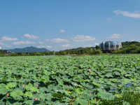 상주 중덕지, 자연생태공원 연꽃 만개