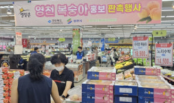 영천시, 제주도 하나로마트 복숭아 판촉행사 인기 몰이