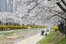 경북도, 산림청 주관 ‘우수 관리 가로수길’ 최다 선정
