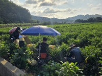 영양군 입암면사무소, 농촌일손돕기 나서