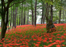 김천 직지사 산책로에 만개한 꽃무릇...관광객 볼거리 제공