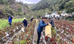 영양군 일월면, 수확철 농촌일손돕기 구슬땀