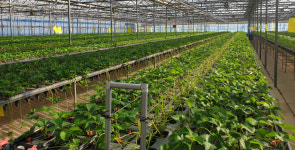 영천시, 거점딸기전문육묘장 사업 최종 선정