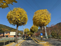 특색 있는 가로수 조성···달성군, 가로수 조형 전정 사업 추진