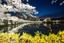 벚꽃 야경명소 김천 연화지 축제로 꽃 피우다