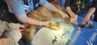 경북도, 산불피해동물 구조·치료활동 민간과 새로운 협력 사례 구축