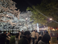 김천 연화지 벚꽃 페스타 축제 취소에도 방문객들 줄이어
