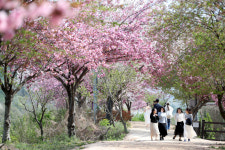 경주 둘레길 명소 선덕여왕길 겹벚꽃 만개