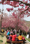 [카메라 속 세상] 부산민주공원, 겹벚꽃 만발