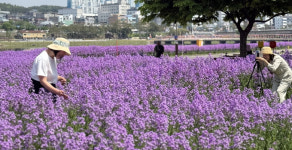 영천강변공원 강변을 따라 활짝 펼쳐진 보라유채꽃밭