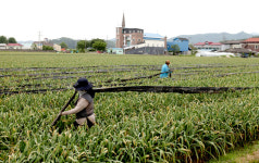 [기획특집] 살기좋은 경북 (66) 고령군 운수면