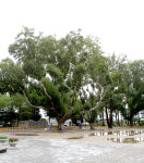 [기획특집] 행복한 작은학교 (68) 영천시 임고초등학교