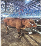 영천축협 스마트가축경매시장, 암송아지 709만원 낙찰...올해 최고가 경신