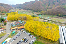 [포토뉴스] 경주 서면 도리마을 은행나무 단풍 절정