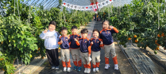 [기획특집] 금종농원 황금향 과일 따기 체험장...칠곡군 체험명소로 부상