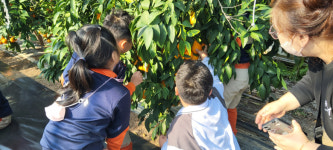 [기획특집] 금종농원 황금향 과일 따기 체험장...칠곡군 체험명소로 부상