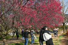 [포토뉴스] 고택 품은 매화 절정…달성군 남평문씨본리세거지 봄마중 북적