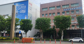 포항시, 포스코대로 버즘나무 사각 전정에 6000만원 투입 논란