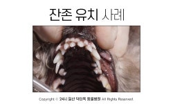 [반려동물 건강이야기] 유치와 영구치의 불편한 동거를 아시나요?