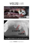 [반려동물 건강이야기] 강아지 유치, 제대로 빠지나 확인하세요!