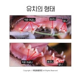 [반려동물 건강이야기] 강아지 유치, 제대로 빠지나 확인하세요!