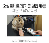 [반려동물 건강이야기] 건강의 바로미터 혈압, 반려동물도 마찬가지