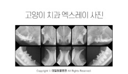 [반려동물 건강이야기] 반려동물 구강 검사 시 엑스레이 촬영이 필수인 이유