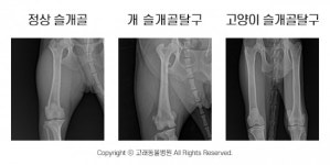 [반려동물 건강이야기] 반려동물 뒷다리 정형외과질환 TOP3, ②슬개골탈구