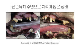 [반려동물 건강이야기] 남아있는 유치 꼭 뽑아야 하나요?