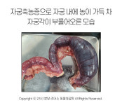 [반려동물 건강이야기] 반려동물 건강 생각한다면 중성화는 선택 아닌 필수