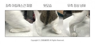 [반려동물 건강이야기] 아킬레스건 파열, 빠른 치료와 운동제한이 회복의 관건