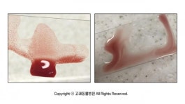 [반려동물 건강이야기] 갑작스러운 혈뇨·기력저하, 면역매개성용혈성빈혈 신호일 수도