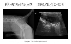 [반려동물 건강이야기] 결석통증으로 예민해진 반려동물, 치료로 온화함 되찾았어요!