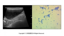 [반려동물 건강이야기] 요도폐색까지 유발할 수 있는 방광염, 수술이 필요할 수도 있어요!