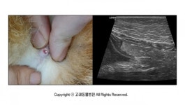 [반려동물 건강이야기] 요도폐색까지 유발할 수 있는 방광염, 수술이 필요할 수도 있어요!