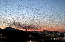 울산 태화강 삼호대숲 철새관광단지 조성