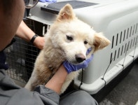 부산 북구, 동물친화도시로 거듭나다