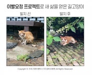 길고양이 건강 걱정된다면? 무료진료 신청해보세요
