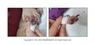 [반려동물 건강이야기] 분쇄골절에 심지어 절단까지…에스컬레이터 발끼임사고 조심!