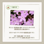 [반려식물 이야기] 밤하늘의 별다발이 눈앞에… 기쁨이 배가 되는 펜타스