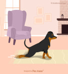 [반려동물 건강이야기] 디스크로 뒷다리 질질질...동종요법으로 정상보행 되찾다