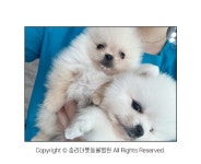 [반려동물 건강이야기] 강아지·고양이도 하나보다 둘이 더 좋지 않을까